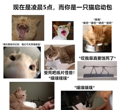这是一张多图拼接的搞笑宠物梗图，主题为“凌晨5点的猫启动包”。图片包含8张不同猫咪的照片，每张照片都配有幽默文字注解，生动展现了猫咪在凌晨5点可能出现的各种夸张行为：从张大嘴巴“怒吼”、兴奋大叫，到埋头狂吃发出“啧啧”声，再到撕咬“纸片怪兽”、钻进纸袋玩耍等。整体风格活泼夸张，通过拟人化的文字和猫咪真实的表情动作，营造出猫咪在凌晨精力充沛、行为搞笑的场景，引发宠物主人共鸣。
