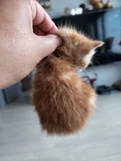 一只毛茸茸的小橘猫被人用手指拎着后颈悬空，小猫身体蜷缩成一团，蓬松的橘色毛发非常显眼。它的耳朵竖起，眼睛向下看，似乎很乖巧顺从。背景是模糊的室内环境，可以看到地板和一些家具轮廓。