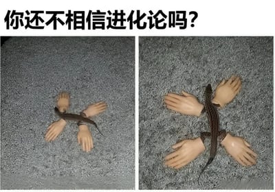 图片上方有黑色加粗文字‘你还不相信进化论吗？’，下方为两张左右排列的对比图。左侧图中一只蜥蜴趴在灰色地毯上，四只假手呈‘X’形分布其周围；右侧图中假手则呈‘十’字形分布，模拟蜥蜴‘进化’出四肢的滑稽场景。通过夸张对比手法幽默调侃进化论，营造荒诞搞笑的视觉效果。