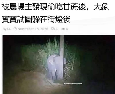 这张图片展示了一只小象在被农场主发现偷吃甘蔗后，试图躲在街灯后面的有趣场景。小象的身体大部分被街灯柱遮挡，但依然露出了明显的轮廓，显得既可爱又有些滑稽。图片上方配有文字说明整个情景，让观众能快速理解这一有趣瞬间。