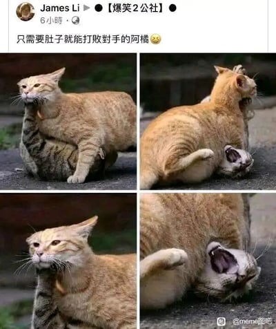这是一张由四格图片组成的连环图，发布于社交平台。画面展示了两只猫咪的互动：第一格中狸花猫看起来像是锁住了橘猫的脖子，但从第二格开始，橘猫凭借自己庞大的体型，直接将狸花猫压在自己的肚子下方，后续的画面里，狸花猫被压得大张嘴巴，露出痛苦挣扎的神态，而橘猫则一脸淡定，仿佛仅仅依靠肚子就轻松“击败”了对手。搭配发布文案，凸显出橘猫体型带来的搞笑反差，让人觉得趣味十足。