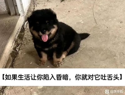 这是一张治愈系的励志表情包，画面主体是一只黑棕配色的小奶狗，它端坐在水泥地面上，吐着粉色的舌头，神态憨态可掬又充满乐观感。图片下方搭配了醒目的文案：“如果生活让你陷入昏暗，你就对它吐舌头”，用小狗可爱的吐舌动作类比面对生活困境时的轻松应对姿态，传递出在低谷中也要保持乐观、以积极心态对抗挫折的治愈理念，能够引发身处压力中的人的情绪共鸣，给人带来温暖和打气的力量。