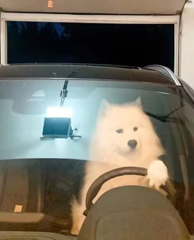 这是一张原始拍摄的静态照片，画面主体是一只白色的萨摩耶犬，它正坐在汽车的驾驶座上，右前爪搭在方向盘上，神态淡定，仿佛正准备驾驶车辆。背景是夜晚的环境，车辆停放在带有卷帘门的封闭空间（类似车库）内，车内光线明亮，与车外的黑暗形成对比，让狗狗的身影更为突出。整个场景充满趣味性，营造出狗狗“化身老司机”的搞笑错觉，十分治愈可爱。