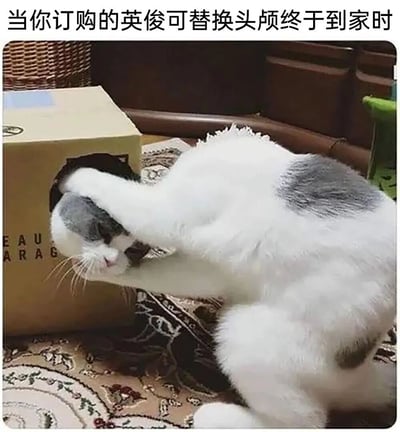 一只灰白相间的猫将头部伸入纸箱中，身体留在箱外，形成了仿佛在更换头颅的有趣视觉效果。图片上方配有文字"当你订购的英俊可替换头颅终于到家时"，通过猫咪的可爱姿势和幽默文字结合，创造出网购"更换头颅"的搞笑场景。