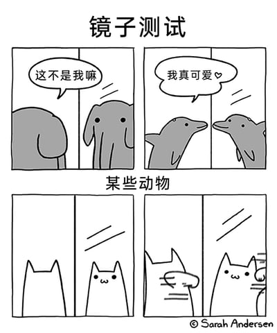 这是一幅由Sarah Andersen创作的四格连环漫画，围绕“镜子测试”展开。漫画分为上下两个部分，上半部分展示了能通过镜子测试的某些动物：大象看着镜子里的自己，发出“这不是我嘛”的感慨，清晰认出镜中是自身；海豚望着镜中的自己，开心地表示“我真可爱♡”，展现出对自身的欣赏。下半部分则是猫的反应，猫先是注视镜子，随后做出挠镜子的动作，显然没有认出镜中的自己，将镜中影像当成了另一只陌生的猫。整幅漫画通过不同动物在镜子测试中的反差表现，制造出幽默的效果，生动呈现了不同动物的认知差异。