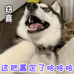 哈士奇窃喜：这把赢定了哈哈哈