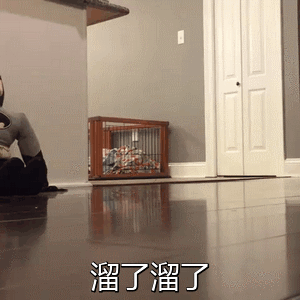 小猪火速逃离现场 配文'溜了溜了'
