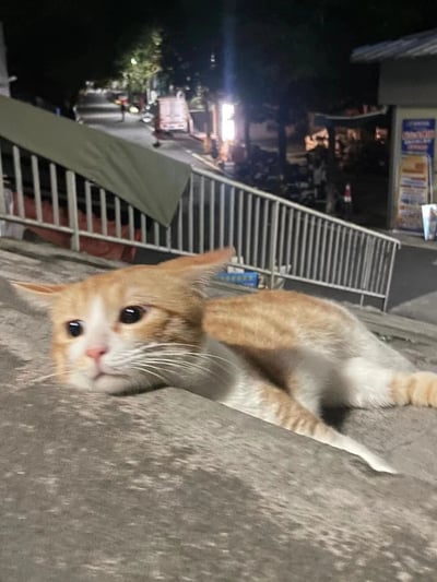 夜晚的街道旁，一只橘白相间的猫咪正趴在混凝土表面，身体舒展，头部微微抬起，一双圆溜溜的大眼睛直视镜头，眼神中带着几分好奇与警觉。猫咪的毛色以橘色为主，腹部和爪子为白色，胡须清晰可见。背景中，金属栏杆沿着斜坡延伸，栏杆上方覆盖着绿色的防水布，远处街道上停放着多辆摩托车，路边的建筑物亮着灯光，隐约可见招牌和行人，营造出宁静而充满生活气息的夜间街头氛围。