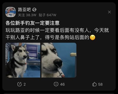 这是百度贴吧路亚吧的一则用户帖子，楼主以自己的“惊险经历”提醒新手钓友，玩路亚时一定要注意身后是否有人，称自己把路亚假饵甩到了鼻子上，好在是一条狗站在身后。帖子配有两张经过P图的哈士奇图片，图中的哈士奇鼻子上挂着类似路亚假饵的物品，用搞笑的方式呈现出被甩到饵的场景，既通过幽默的方式传递了路亚钓鱼的安全注意事项，也让提醒更易被接受，没有双关、谐音梗等内容。