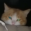 这张图是一只黄白相间的猫咪，从某个缝隙中探出头来，绿色的眼睛睁得很大，露出惊恐又疑惑的神情，仿佛撞见了什么让它意外的事情，画面充满喜感，非常适合用来表达惊讶、惊恐或是疑惑的情绪。