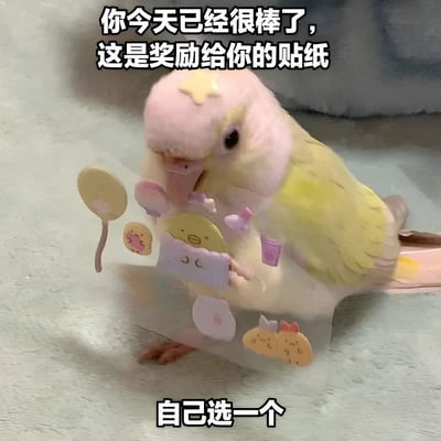 图片中是一只头部粉色、身体黄色的可爱鹦鹉，它站立在浅色表面上，旁边有一个透明支架，上面摆放着多张可爱贴纸，包括黄色鸭子图案、粉色蝴蝶结和圆形装饰等。图片上方配有文字“你今天已经很棒了，这是奖励给你的贴纸”，下方文字为“自己选一个”，整体营造出温馨治愈的鼓励氛围，通过萌宠和可爱元素传递积极情绪。