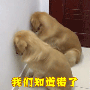 金毛幼犬认错现场：乖乖面壁思过
