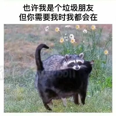 这是一张带有文字的视觉错位静态图，画面背景是生长着黄白色小野花的草地，一只浣熊的头部与一只黑猫的身体恰好重合，形成了浣熊从背后紧紧抱着黑猫的错觉。图片上方配有文字“也许我是个垃圾朋友 但你需要我时我都会在”，用自嘲的口吻传递出一种不完美但却真挚可靠的友情态度，错位的动物画面也生动地呼应了那种默默陪伴、给予依靠的温暖感觉，很容易引发人们对友情的共鸣。