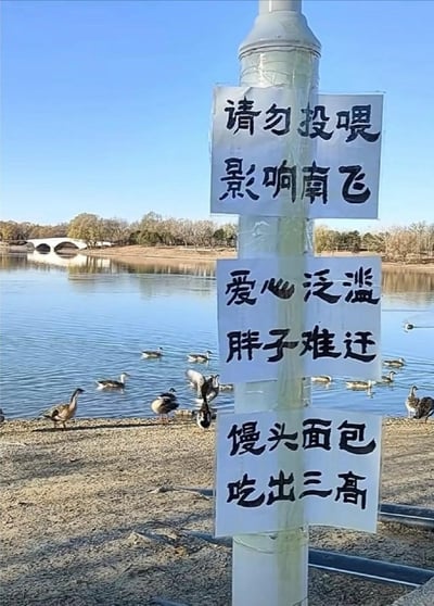 湖边的灯柱上贴着三张手写白纸黑字标语，内容分别为“请勿投喂 影响南飞”“爱心泛滥 胖子难迁”“馒头面包 吃出三高”。背景是平静的湖面，水面上有几只鸭子在游动，远处有树木和一座白色拱桥，天空湛蓝。标语用幽默诙谐的语言提醒人们不要投喂野生动物，担心鸭子吃胖后难以迁徙，甚至调侃“吃出三高”，将严肃的环保主题用轻松方式表达，十分接地气。