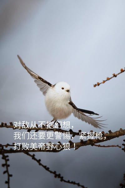 这是一张以软萌的银喉长尾山雀实拍照片为底的趣味梗图，图中的小鸟站在树枝上展开翅膀，姿态颇具气势，下方搭配了「对敌从不抱幻想，我们还要更警惕，紧握枪，打败美帝野心狼！」的经典爱国标语，用可爱的动物形象和硬核的口号形成强烈反差，既传递了严肃的态度又增添了趣味感。