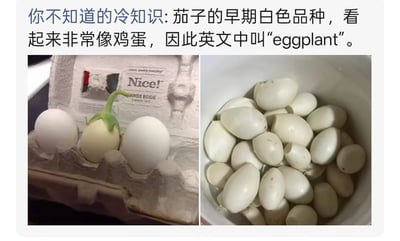 图片上方为冷知识科普文字，内容为“你不知道的冷知识:茄子的早期白色品种，看起来非常像鸡蛋，因此英文中叫‘eggplant’。”。下方左侧图片展示一个白色茄子被放置在标有“Nice!”字样的蛋盒中，与周围的鸡蛋对比，凸显其外形相似性；右侧图片则呈现一碗多个白色茄子，进一步展示该品种的形态特征。整体通过图文结合的方式直观解释了“eggplant”名称的由来。