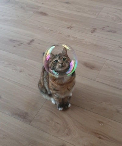 一只虎斑猫咪端坐在浅木质地板上，一个完整的肥皂泡恰好罩在它的脑袋上方，折射出彩虹色的光泽，看起来就像猫咪戴上了太空头盔。猫咪睁着圆溜溜的眼睛抬头望向上方，表情呆萌又好奇，巧合的画面充满了童趣与治愈感。