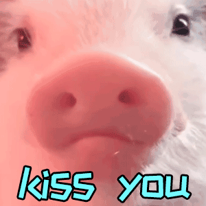猪猪鼻子比心发射 kiss you 动图