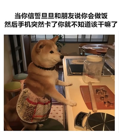 图片中一只柴犬穿着带有花纹的围裙，站立在厨房的椅子上，前爪搭在料理台上，表情看起来有些困惑。料理台上摆放着擀面杖、饼干模具、电子秤和装着面粉的罐子，背景是带有百叶窗的窗户和餐桌。图片上方配有文字：“当你信誓旦旦和朋友说你会做饭然后手机突然卡了你就不知道该干嘛了”，用拟人化的方式幽默地描绘了依赖手机菜谱做饭时突然遇到手机卡顿的窘境，让人产生共鸣。