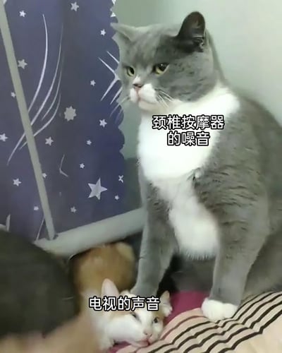 这是一张文字加注的宠物实拍图，画面中有两只猫咪，上方的灰白英短猫咪表情严肃、坐姿端正，旁边配文“颈椎按摩器的噪音”，以此类比颈椎按摩器的噪音会让人感到烦躁、难以忍受；下方的橘白猫咪趴着，姿态慵懒放松，旁边配文“电视的声音”，类比电视声音能让人感到舒适松弛。通过两只猫咪的不同状态，生动形象地表现出两种日常声音给人带来的截然不同的感受，充满趣味和生活感。