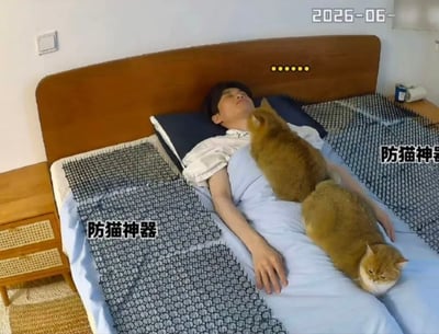 这张图呈现了充满反差笑点的卧室场景：床上除了躺着人的区域外，其他位置都铺满了带尖刺、标注为“防猫神器”的垫子，原本作用是阻止猫咪上床。但两只橘猫完全避开了防猫垫，直接趴在躺在床上的男子身上，一只凑在男子胸口靠近脸部的位置，另一只趴在男子腿边的被子上看向镜头。男子头顶的床头位置还加了一串省略号特效，凸显出他无奈的心情，整个画面调侃了防猫神器无法达到预期效果的滑稽状况。