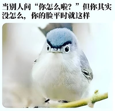 图片上方是黑色文字“当别人问‘你怎么啦？’但你其实没怎么，你的脸平时就这样”，下方是一只蓝灰色小鸟的特写照片。小鸟有着圆圆的大眼睛和深色的眉形，表情看起来严肃又略带不耐烦，完美契合了文字所描述的“日常脸”状态，形成一种幽默的对比。