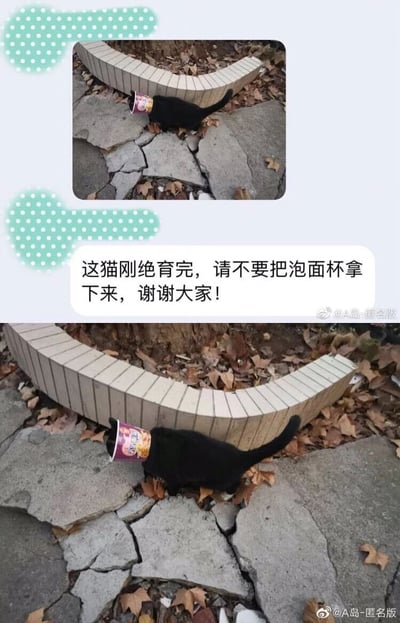 这是一组上下拼接的图文内容，两张图片展示的是同一只黑色猫咪：它的头部套着一个紫色包装的泡面杯，身处带有裂缝的水泥地面与落叶散落的户外环境中。两张图之间配有文字提示“这猫刚绝育完，请不要把泡面杯拿下来，谢谢大家！”，用泡面杯替代专业的伊丽莎白圈，是一种搞笑的应急做法，既能够达到防止猫咪舔舐绝育伤口的实际作用，又充满了生活化的趣味性，显得滑稽又贴心。两张图片的右下角均带有“@A岛-匿名版”的水印标识。
