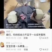 这是一张来自微博平台的社交媒体截图，采用左右对比的构图形式：左侧画面是一只猫咪被人用手臂环抱住，配文“猫被剪毛子的样子，像极了我被生活扼住了喉咙”；右侧画面是这只猫咪紧紧抱住人的头，配文“猫抱着我头发的样子，像极了我被生活按在地上摩擦”，用猫咪的两种状态生动类比当代人被生活裹挟、无力挣脱的无奈处境。截图下方展示了两条热门评论，第一条评论“她们，你的咬合不逊于一头成年鬣狗”获得24.9万赞，第二条评论“宝宝你是一头鳄鱼……”获得16.8万赞，网友用夸张的调侃强化了猫咪“凶猛”的状态，让整体内容充满搞笑反差感，引发大众对生活压力的共鸣。