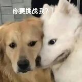 萨摩耶犬