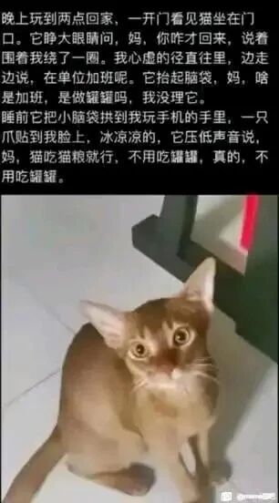 这是一张竖版的图文混排顶配底文图，上方是一段充满趣味的拟人化文字，讲述了主人凌晨两点才回家（谎称加班），被自家猫咪迎接的温馨日常：猫咪看到主人晚归，先是询问主人为何才回来，还将主人所说的“加班”误解为“做罐罐”，最后更是暖心地“安慰”主人，说自己吃猫粮就好，不用为了罐罐去加班；下方是一张原始拍摄的橘色短毛猫照片，猫咪睁着圆溜溜的大眼睛坐在地面上，神情懵懂又关切，和文字内容完美呼应，将猫咪的行为赋予人类的情感与语言，既调侃了职场人的加班处境，又传递出宠物带来的治愈感，容易引发养宠人士和有加班经历的网友共鸣。