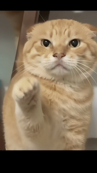 橘色折耳猫