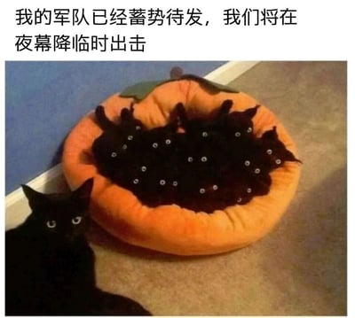 这是一张充满趣味的萌宠梗图，画面场景为室内地面，一个南瓜造型的圆形猫窝中挤着多只黑猫，由于黑猫毛色漆黑，只有明亮的眼睛清晰可见，看起来如同一支蓄势待发的“军队”；画面左下角还有一只单独的黑猫，仿佛是这支“军队”的指挥官。图片上方搭配文案“我的军队已经蓄势待发，我们将在夜幕降临时出击”，利用黑猫在暗光环境下仅眼睛显眼的视觉特点，将普通的宠物场景创意加工成“军团出击”的搞笑画面，营造出严肃又滑稽的反差感，十分贴合萌宠搞笑内容的风格。