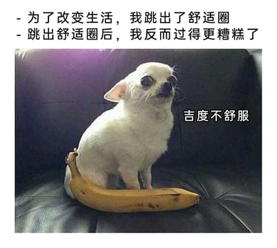这是一张结合文字与P图的搞笑梗图，上方配有两段吐槽文字：“为了改变生活，我跳出了舒适圈”“跳出舒适圈后，我反而过得更糟糕了”，图中一只白色吉娃娃被P成坐在香蕉上，它眼睛圆睁，表情惊恐难受，身体姿态僵硬，右侧配有谐音梗文字“吉度不舒服”（谐音“极度不舒服”）。整幅图用荒诞的画面和幽默的文字，调侃了当下很多人尝试跳出舒适圈后，处境反而不如从前的无奈窘境，通过视觉反差和谐音梗放大了这种好笑又扎心的情绪。