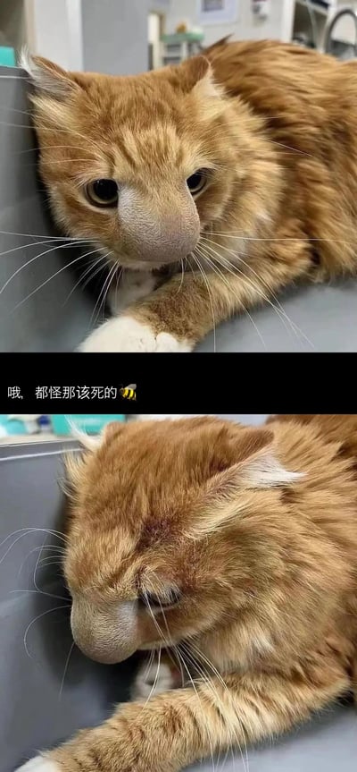 这是一张上下拼接的对比图，展示了一只橘色猫咪被蜜蜂蛰后鼻子严重肿胀的模样。上图中猫咪眼神委屈地直视镜头，肿得像小肉球的鼻子格外醒目；下图里猫咪侧过脸，看起来蔫蔫的，状态更加低落。图中配文“哦，都怪那该死的🐝”，用拟人化的吐槽，把猫咪因好奇心招惹蜜蜂后的倒霉遭遇变得既搞笑又让人心疼，没有双关、谐音梗等特殊表意。