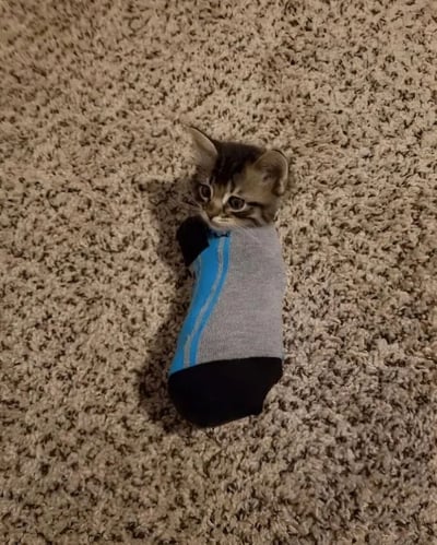 一只小猫咪被裹在一只灰色带蓝色条纹的袜子里，只露出一个小脑袋和两只耳朵，正好奇地打量着周围环境。小猫躺在米色的地毯上，画面温馨可爱，充满了萌趣感。