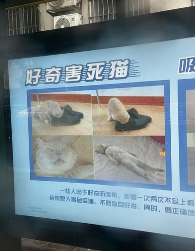 这是一张户外公共安全教育宣传广告的实拍图，画面主体为蓝色背景的宣传板，顶部醒目大字写着“好奇害死猫”，下方配有四张猫咪图片：左上角小猫正好奇地钻进黑色鞋子，右上角小猫将头埋入鞋中，左下角猫咪闭眼惬意状，右下角猫咪四仰八叉躺倒。图片下方配有警示文字，内容为“一些人出于好奇而吸毒，抱着一次两次不会上瘾结果坠入毒品深渊。不要盲目好奇。同时，要正确地...”，通过猫咪的好奇心行为隐喻人类因好奇尝试毒品的危险后果，达到禁毒宣传目的。