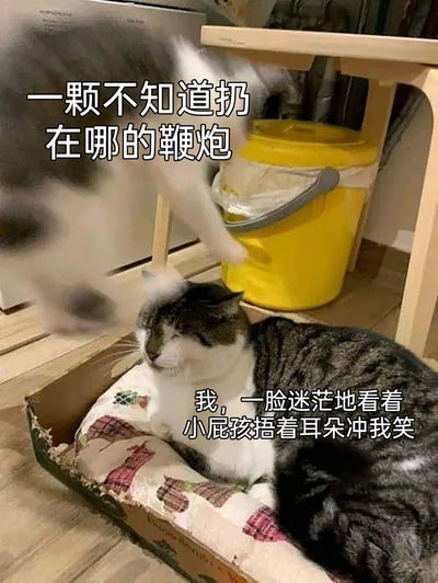 这是一张猫咪拟人化的搞笑表情包，画面中上方一只猫咪快速移动，动作模糊，对应配文“一颗不知道扔在哪的鞭炮”，模拟过年时突然出现的、不知来源的鞭炮；下方一只灰白相间的猫咪窝在带图案的垫子上，双眼半眯，表情迷茫呆滞，对应配文“我，一脸迷茫地看着小屁孩捂着耳朵冲我笑”，生动还原了过年时，人被突然出现的鞭炮声弄懵，看到旁边小孩的反应后更加迷茫的搞笑瞬间，用猫咪的状态拟人化表达生活中的有趣经历，充满诙谐感。