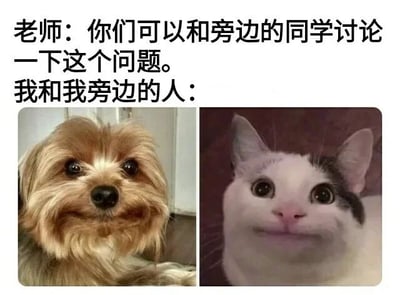 图片上方为文字内容：'老师：你们可以和旁边的同学讨论一下这个问题。我和我旁边的人：'，下方分为左右两格，左侧是一只棕色约克夏犬睁着大眼睛、表情困惑地注视前方，右侧是一只黑白奶牛猫同样睁着圆眼睛、表情茫然地看向前方。通过动物呆萌的表情幽默展现了当老师允许同学讨论问题时，自己和旁边同学实际上不知道如何讨论的尴尬又搞笑的场景。