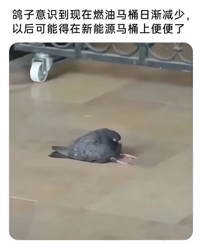 图片上方配有文字“鸽子意识到现在燃油马桶日渐减少，以后可能得在新能源马桶上便便了”，下方是一只黑色鸽子趴在浅色地面上的照片。鸽子身体蜷缩，头部低垂，看起来有些无精打采，配合文字形成幽默效果，将新能源替代燃油的社会趋势夸张地应用到“马桶”场景，以动物视角吐槽生活变化。