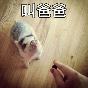 小猪为了吃的被迫叫爸爸