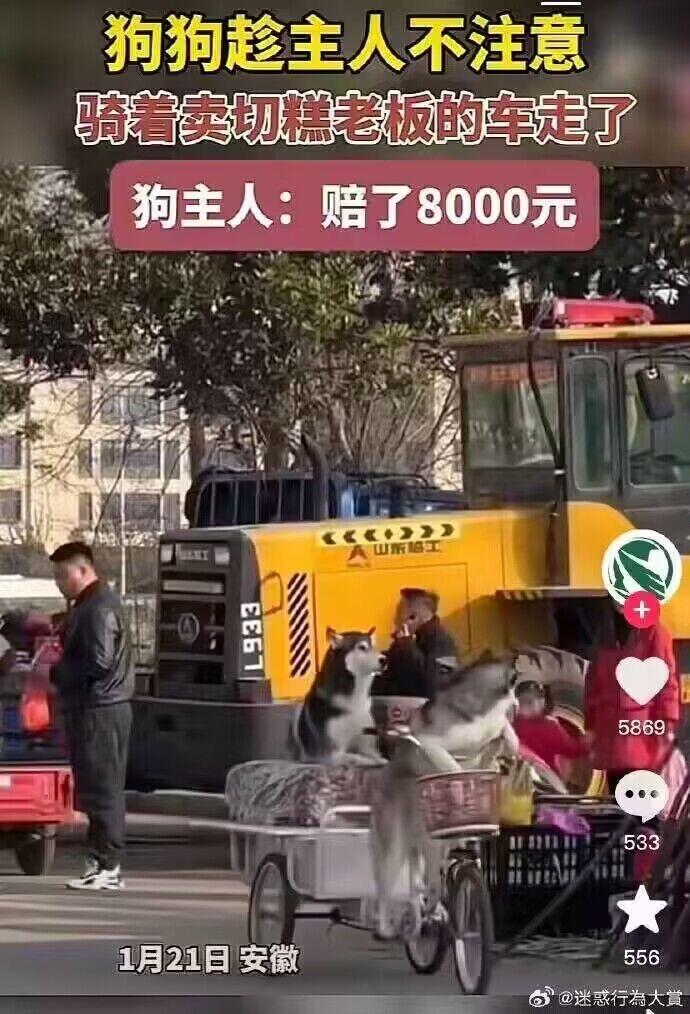 哈士奇