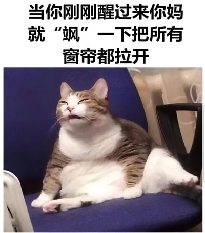 图片上方配有文字“当你刚刚醒过来你妈就‘飒’一下把所有窗帘都拉开”，下方是一只趴在蓝色椅子上的胖猫。猫咪眯着眼睛，嘴巴微张，表情看起来有些不耐烦和被强光刺激的不适，生动还原了人刚睡醒被突然拉开窗帘的强光照射时的崩溃又无奈的状态。