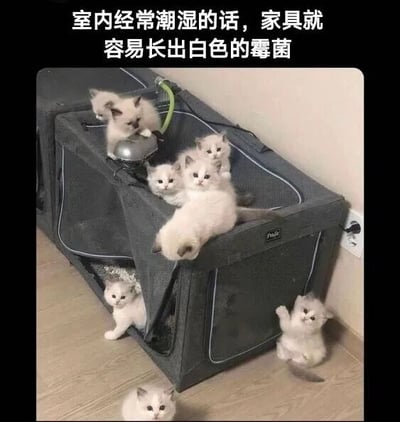 图片上方配有文字“室内经常潮湿的话，家具就容易长出白色的霉菌”，下方是一张实拍图：一个灰色的网状宠物围栏（或收纳箱）内外挤满了多只毛茸茸的白色小奶猫，它们有的趴在围栏边缘探头探脑，有的在围栏内相互依偎，还有一只单独趴在地板上，整体画面充满萌感。这里运用了双关手法，将“白色霉菌”幽默地替换为外形雪白、毛茸茸的小奶猫，制造出反差萌的搞笑效果。