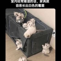 白色小奶猫