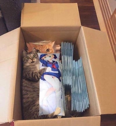 纸箱内，一只狸花猫趴在印有水手服动漫少女的抱枕上，前爪恰好搭在抱枕角色的手臂位置，和抱枕上的下半身完美衔接，制造出猫咪拥有人类动漫角色下半身的搞笑视觉错觉；后方还有一只橘猫从纸箱里探出头，两只猫咪都带着好奇的眼神看向镜头，旁边还堆放着一摞包装好的周边，整体画面充满趣味和反差感，让人忍俊不禁。