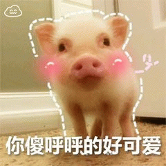 傻乎乎的可爱小猪表情包