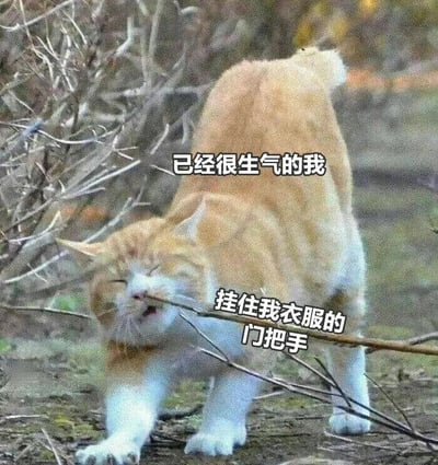 图片中是一只橘白相间的猫，它站在户外的泥土地上，周围有一些枯枝。猫的表情看起来非常愤怒，眼睛紧闭，嘴巴微张，似乎在低吼。它的身体被一根树枝勾住，姿态显得有些狼狈。图片上有两行文字：上方是“已经很生气的我”，下方是“挂住我衣服的门把手”。这张图通过拟人化的手法，将猫被树枝勾住的场景比喻成人生气时又遇到倒霉事的情景，形成了幽默的效果。