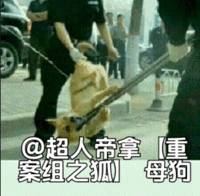 这是一张经过文字改编的表情包，原始画面为户外街道场景，两名身着深色制服的工作人员分别用长柄捕犬工具和链条控制住一只浅米色的狗狗，狗狗神态抗拒、面露恐惧，看起来十分害怕。图片下方添加了白色加粗的恶搞配文，整体用来调侃人处于害怕被逮住、十分窘迫的状态。