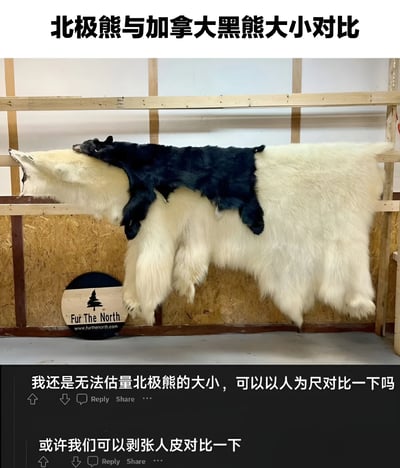 图片展示了北极熊与加拿大黑熊的大小对比，主体为一张白色北极熊皮，其上放置着一张体型明显小很多的黑色加拿大黑熊皮，两者均被悬挂在木质框架上。左下角有“Fur The North”及网址水印。图片下方配有两条评论，第一条评论表示“我还是无法估量北极熊的大小，可以以人为尺对比一下吗”，第二条评论则幽默回复“或许我们可以剥张人皮对比一下”，形成黑色幽默效果。