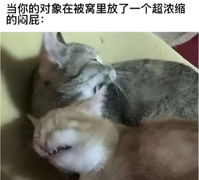 图片上方配有文字“当你的对象在被窝里放了一个超浓缩的闷屁：”，下方是两只猫咪依偎在一起的实拍照片。其中浅色猫咪皱着眉头、眯起眼睛，表情生动地演绎了闻到强烈异味时的嫌弃反应，而灰色猫咪则相对淡定地躺卧着，整体通过拟人化的方式将情侣间的趣味互动与宠物的可爱表情结合，营造出搞笑又生活化的幽默氛围。